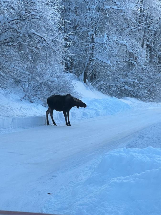 Alaskan Adventure Awaits! Eagle River Bagian luar foto